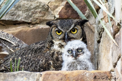 Athena Great Horned Owl 2025